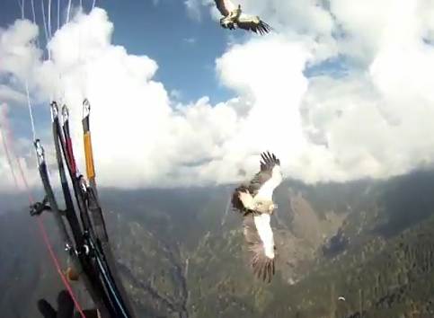    / Paragliding vs. Eagle